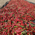 Sichuan chilies long dry red chilies for foodseasoning